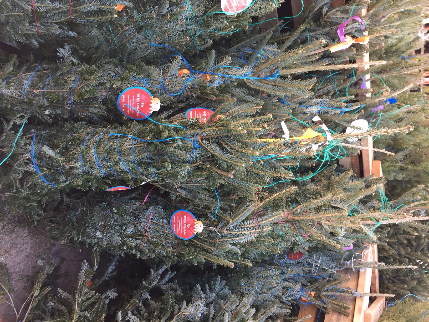 Home Depot Christmas Tree Review A Sprinkle of Life